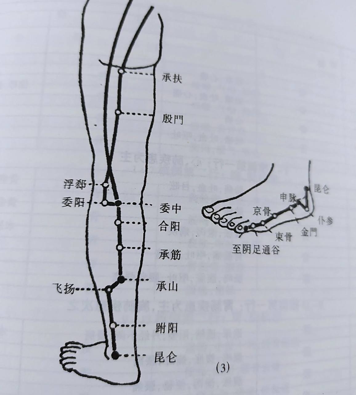 倪师针灸笔记膀胱经 97膀胱经是穴位最多的经络,五脏六腑的腧穴都在