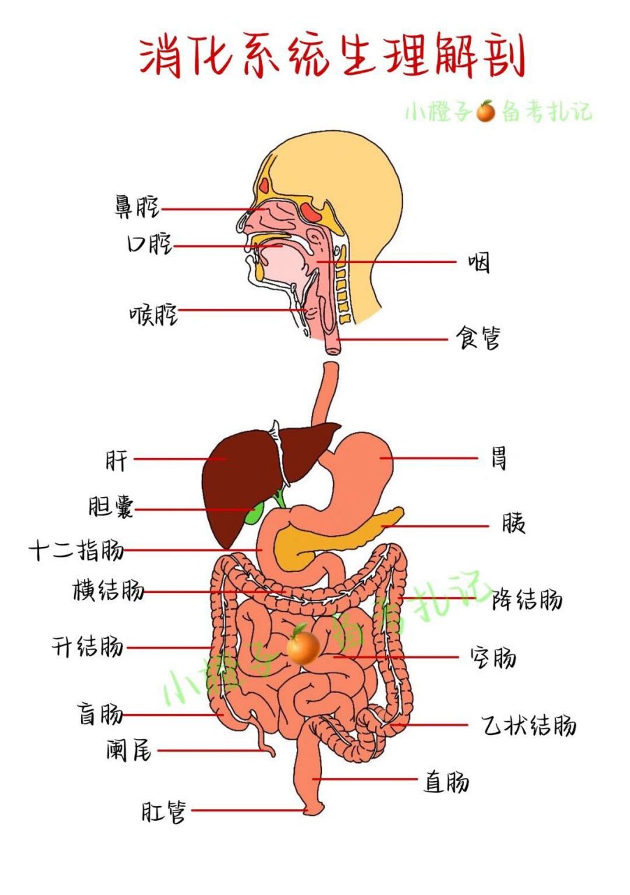 绘制消化系统结构图图片