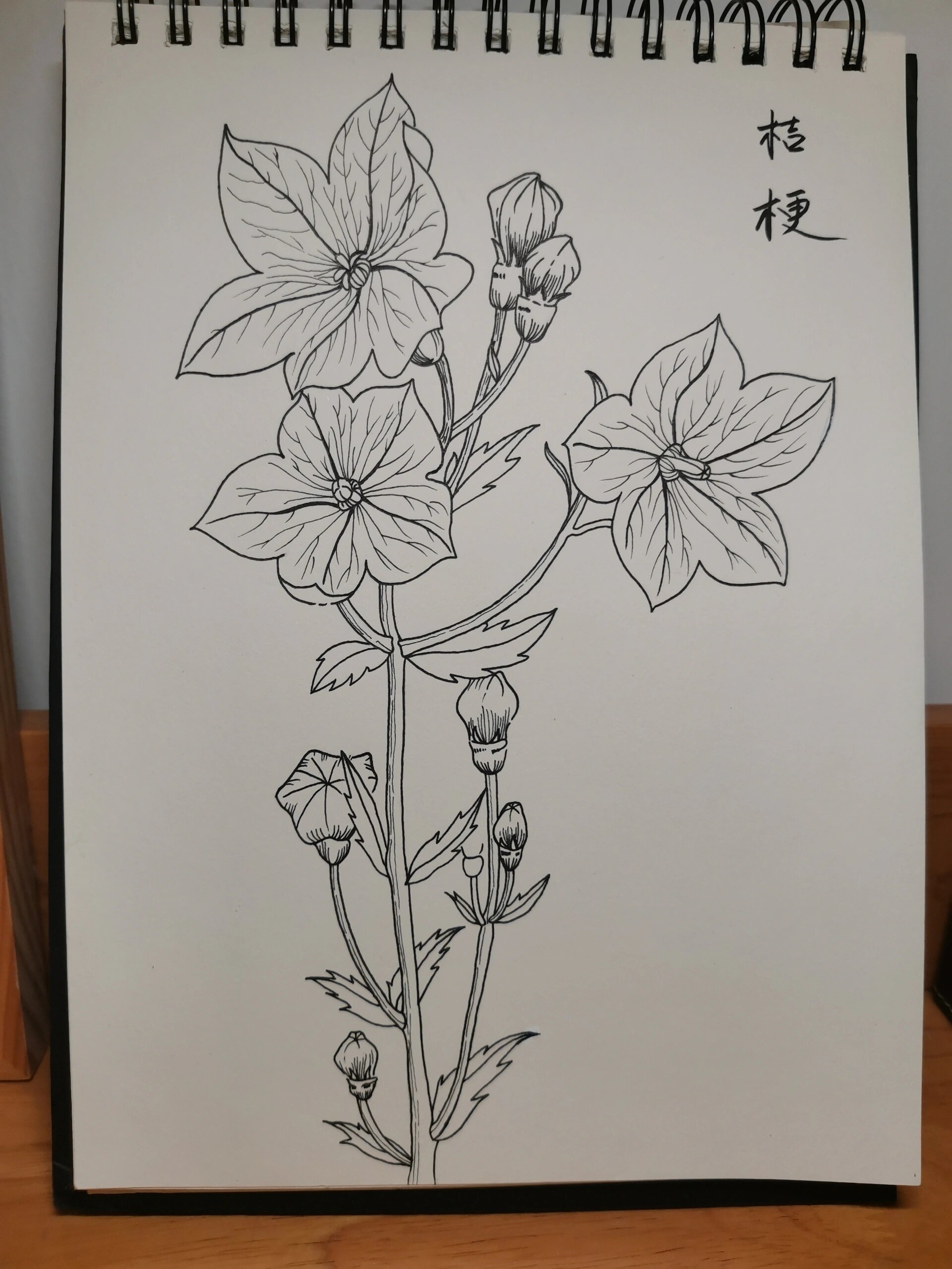 零基础学画画165～桔梗(附步骤