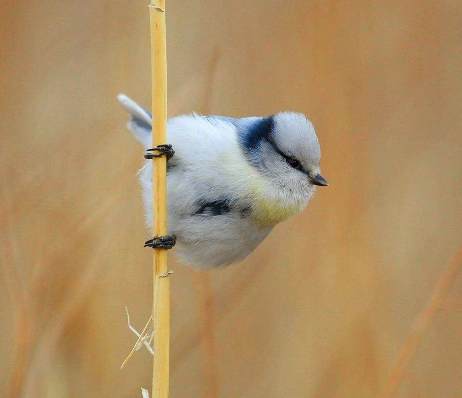 鸟的绘画素材分享|灰蓝山雀 … 灰蓝山雀(学名:cyan