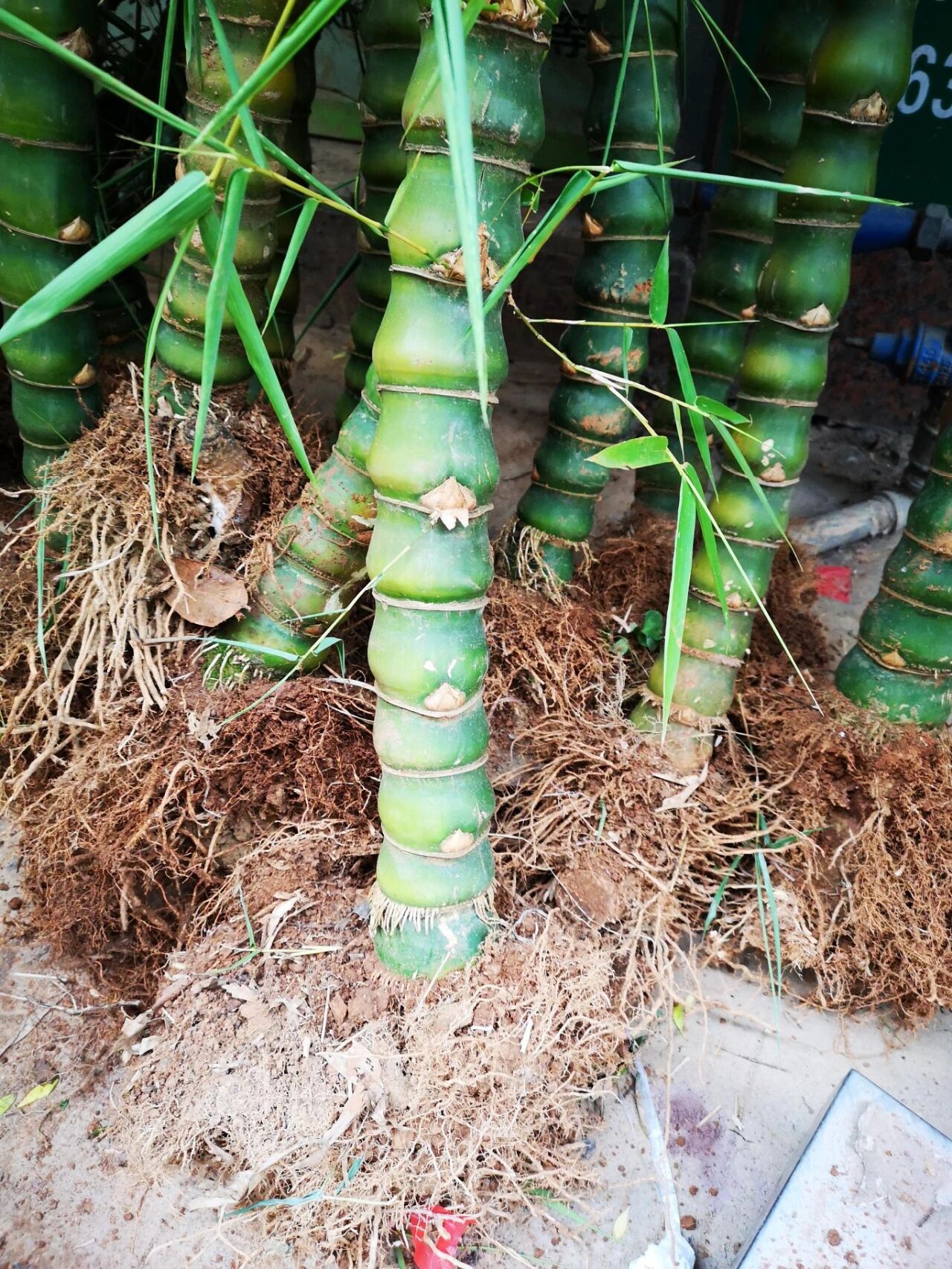 提供罗汉竹种植服务