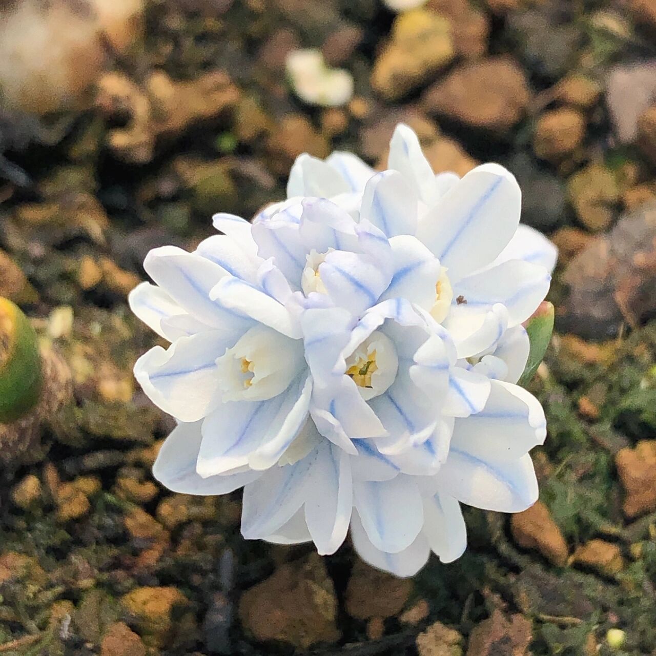 记录这场雪和糖球般的条纹海葱 条纹海葱的蓝条纹真的太美了,有预感