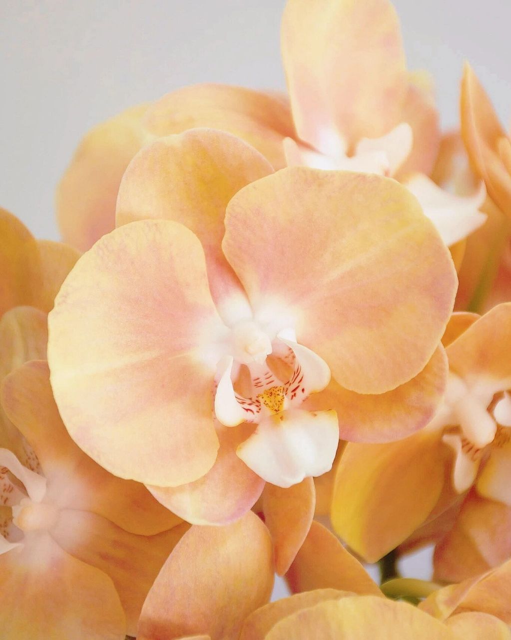 带你每天认识一种花材133 |鲑鱼色蝴蝶兰 0706花材:鲑鱼色蝴蝶兰