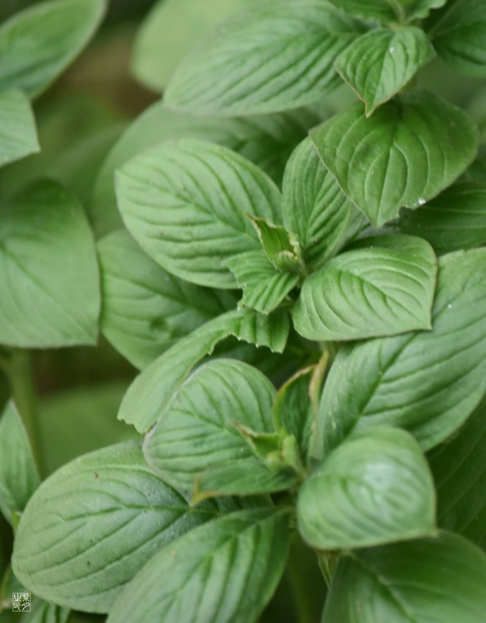 阔叶丰花草 茜草目,茜草科,钮扣草族,丰花草属.苦,凉.