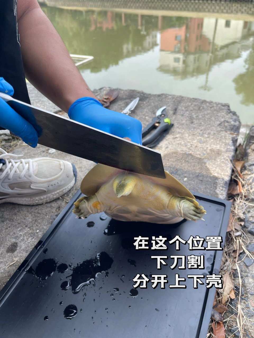 超详细的甲鱼宰杀教程07 16615宰杀放血 在脖子部位划一刀,将