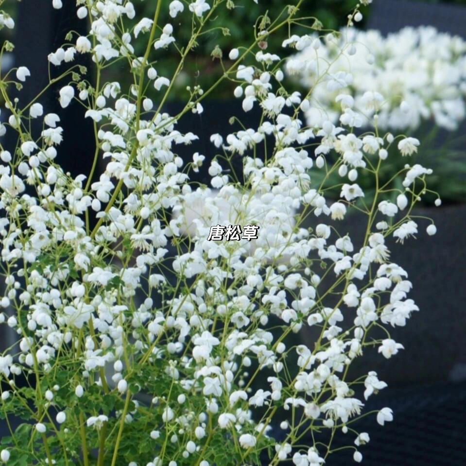 3种耐寒耐半荫宿根植物,北方花园必种