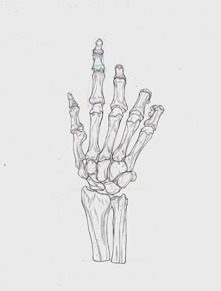 手部骨骼图 手部骨骼图