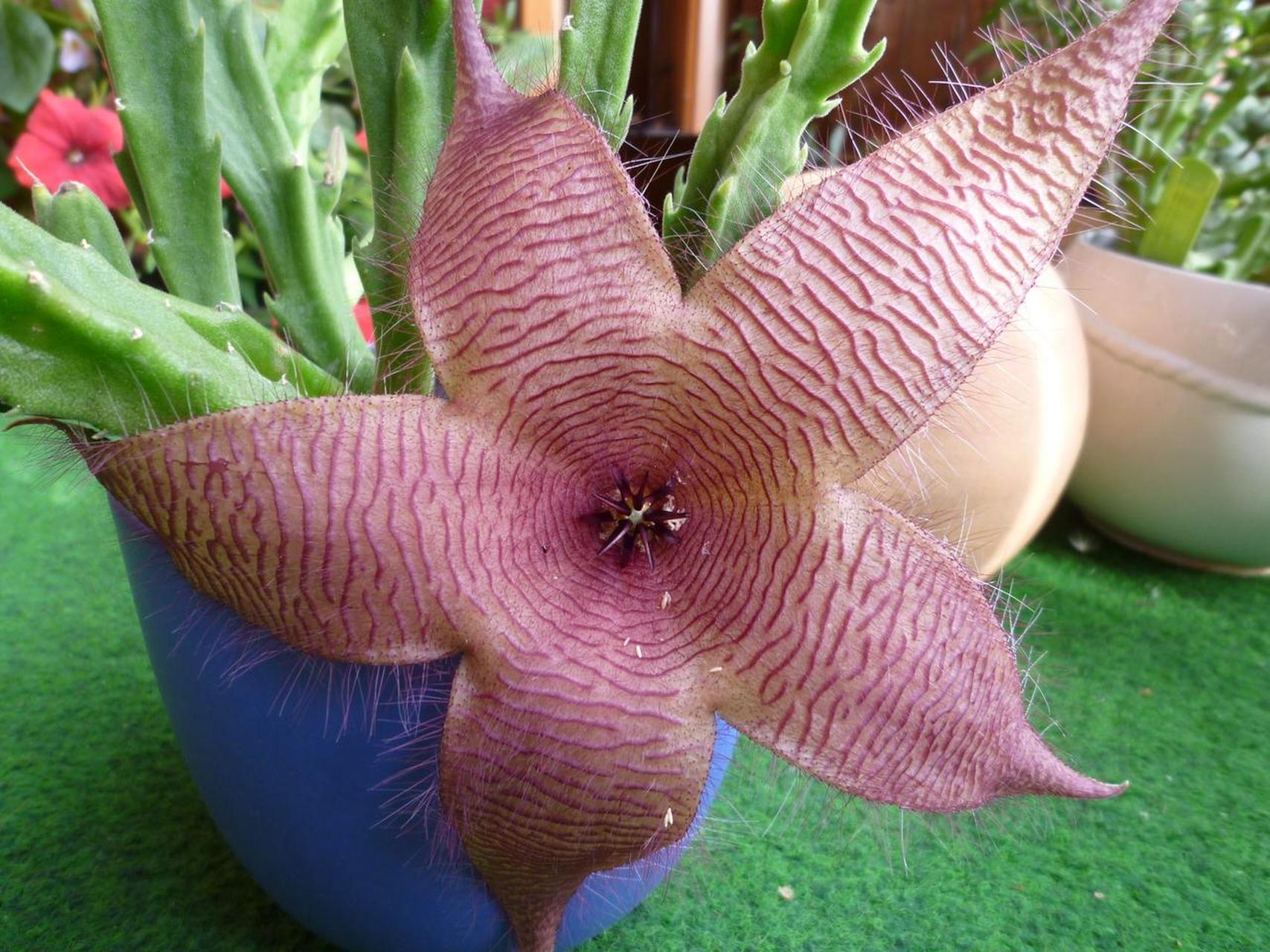 非洲海星花(african starfish flower)是一种不寻常的,易于种植的