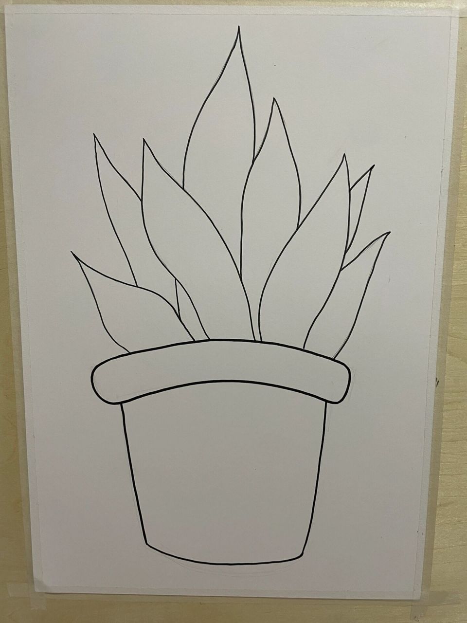 🍀《虎皮兰》🍀 今日课程: ☘️《虎皮兰》☘️ 1,通过对