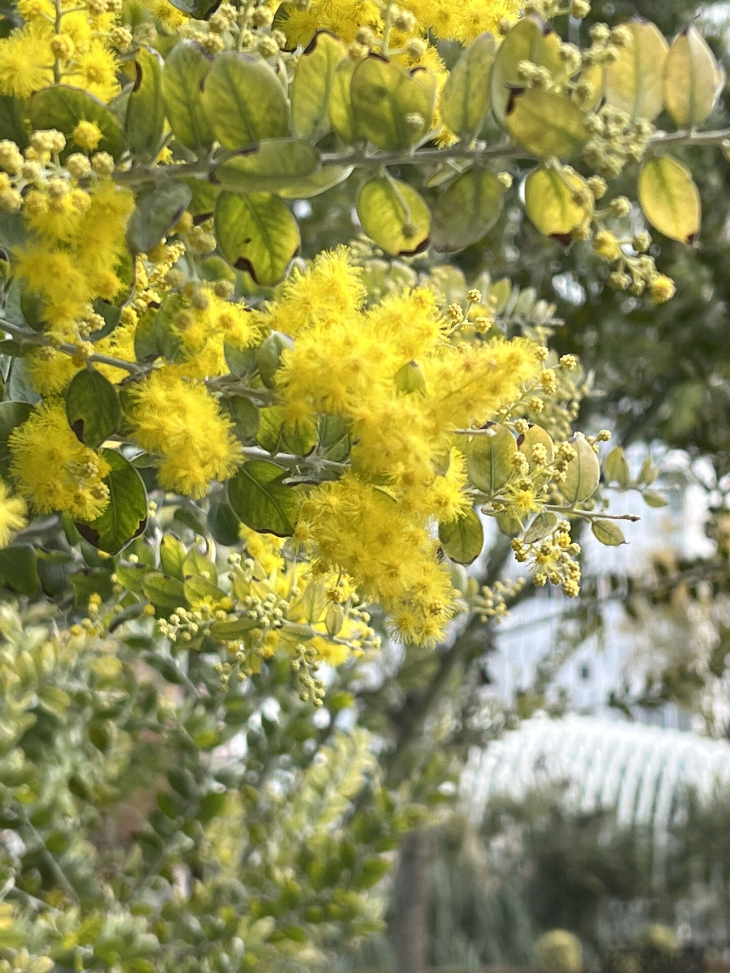 描写珍珠合欢花图片