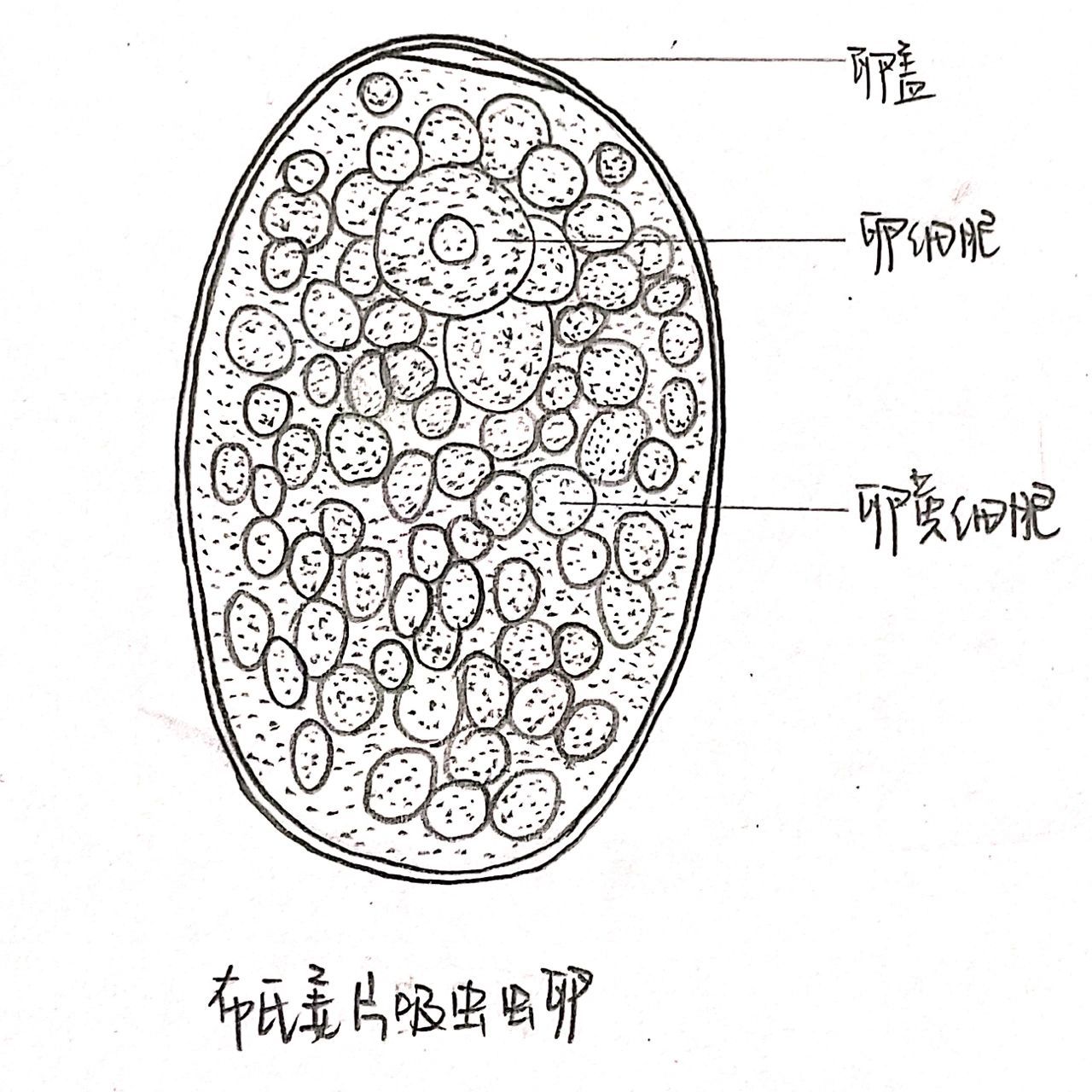 不知道自己在画什么,但觉得画的还不错 布氏姜片虫虫卵的卵黄细胞画的