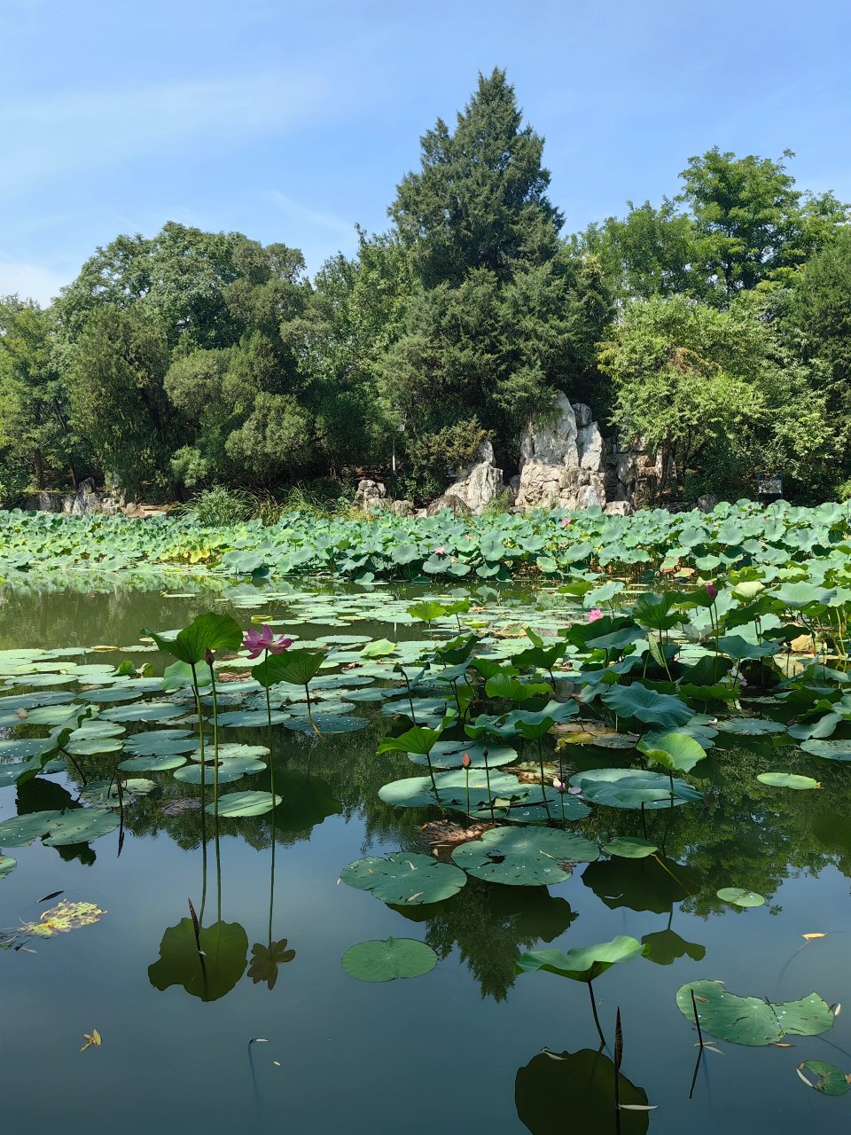 清华的荷塘月色 水清木华,荷塘月色,一入清华门,便是清华人!