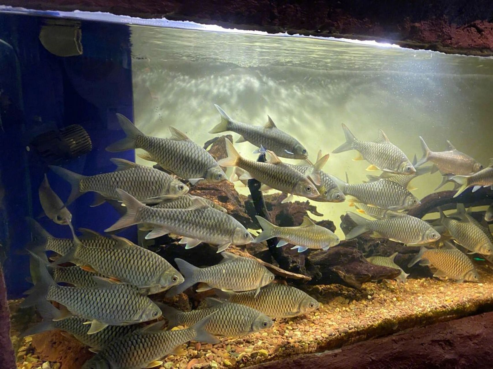 湄公河水底世界门票90元 湄公河水底世界 含7d电影 西双版纳景区门票