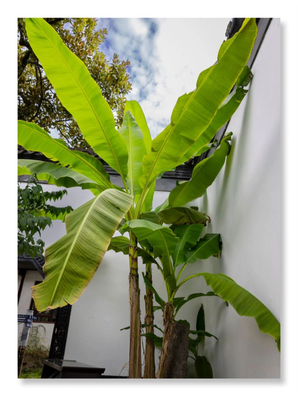 芭蕉树图片摄影作品图片