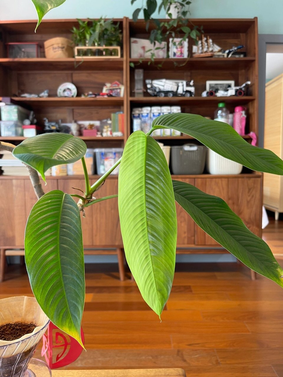 国产观叶绿植天花板,毛过山龙 毛过山龙,也叫皱叶绿萝,天南星科,与