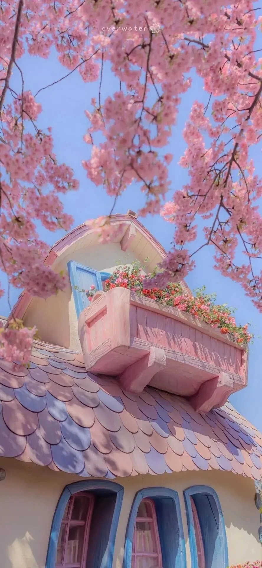 ڽɽ
