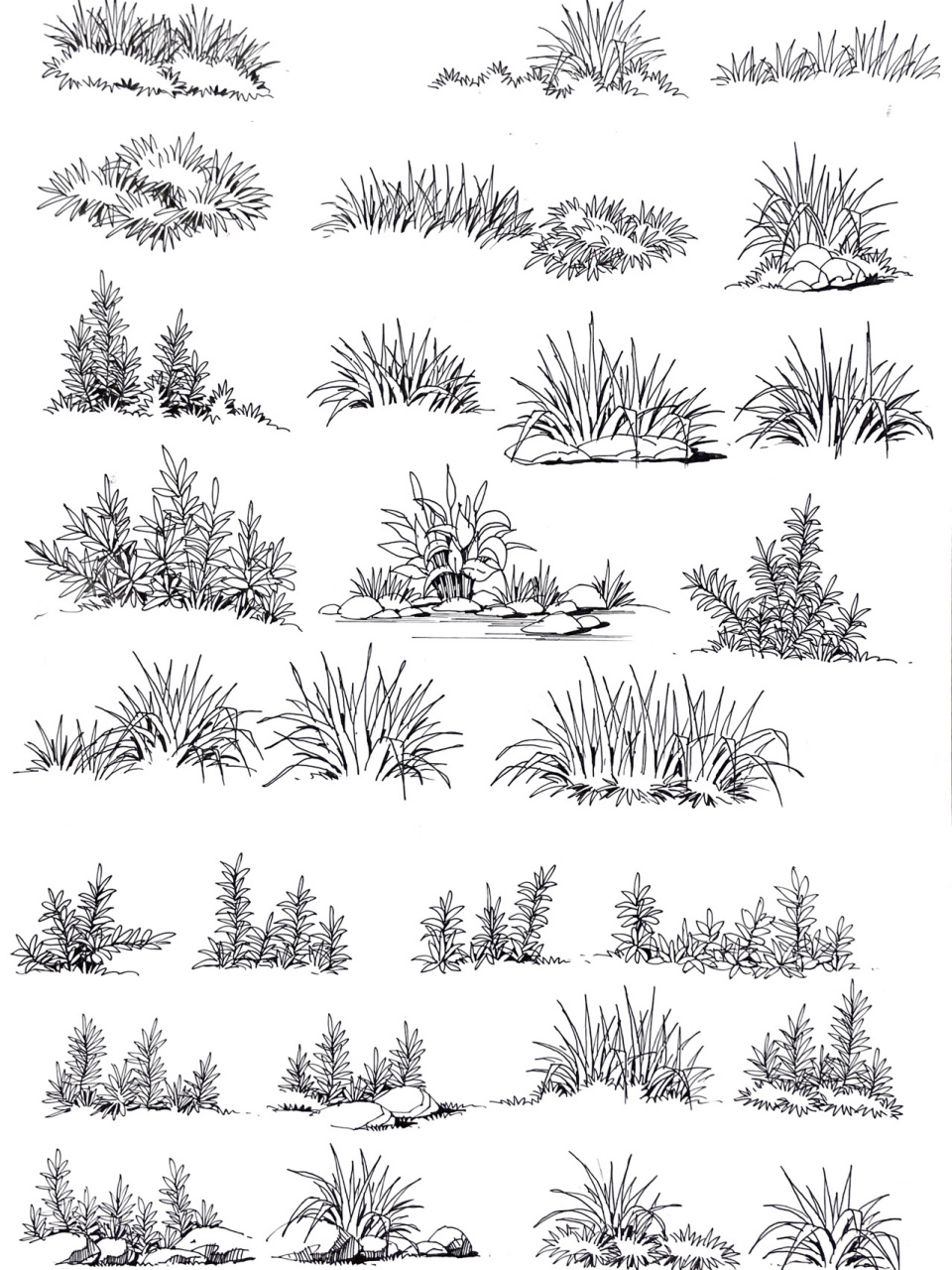 园林植物组合手绘图片