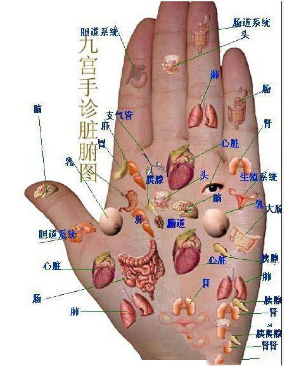 手诊九宫图图片