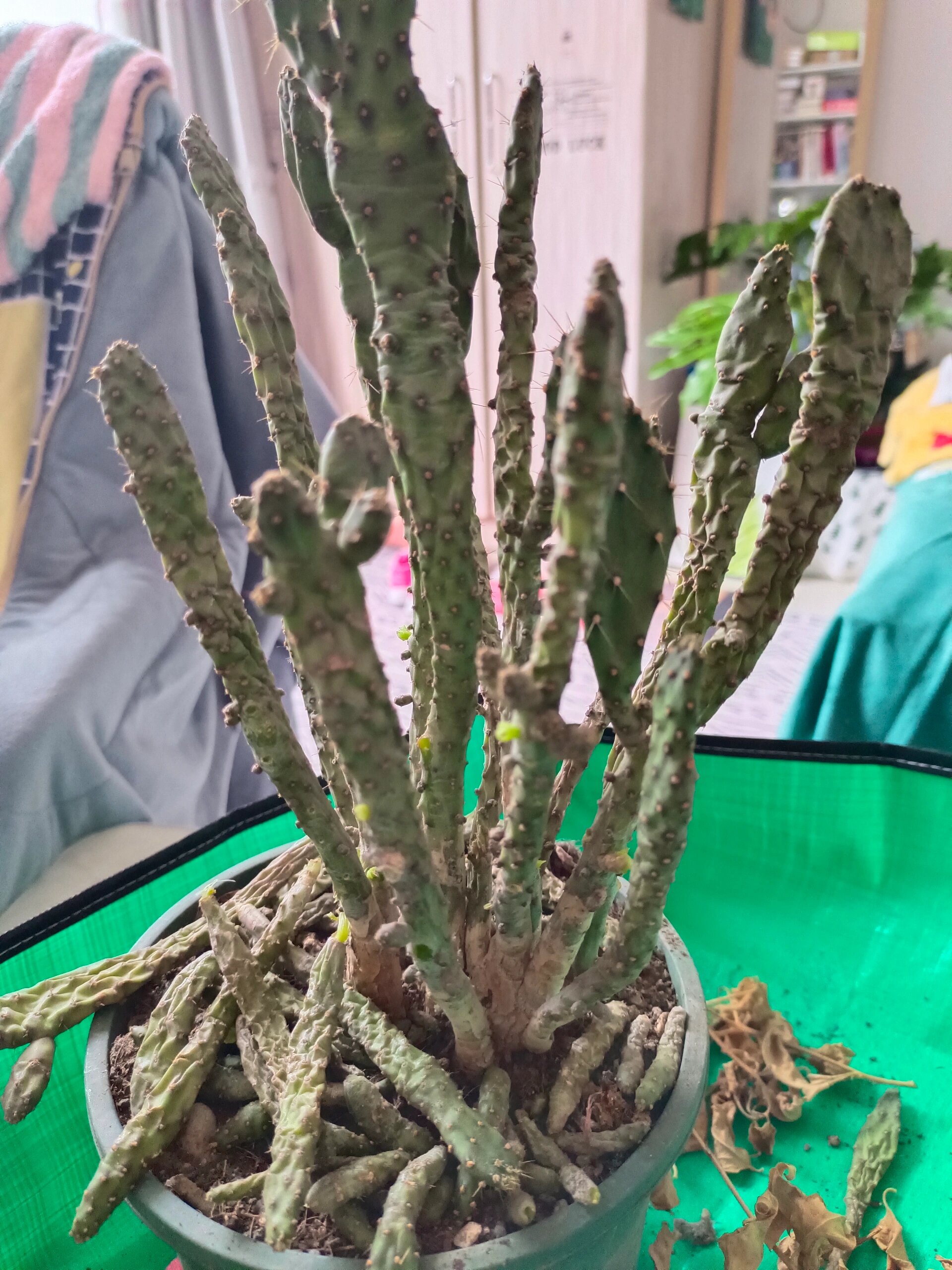 千手观音仙人掌 也是皱巴巴,没死,活得不好