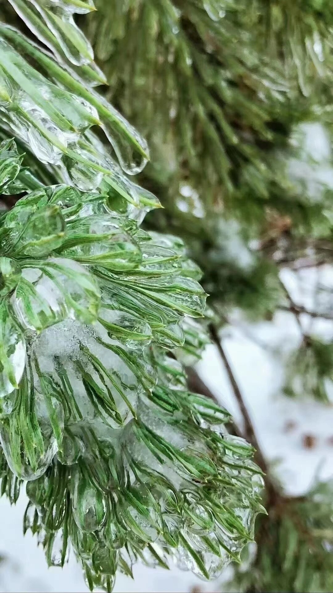 哈尔滨冻雨图片