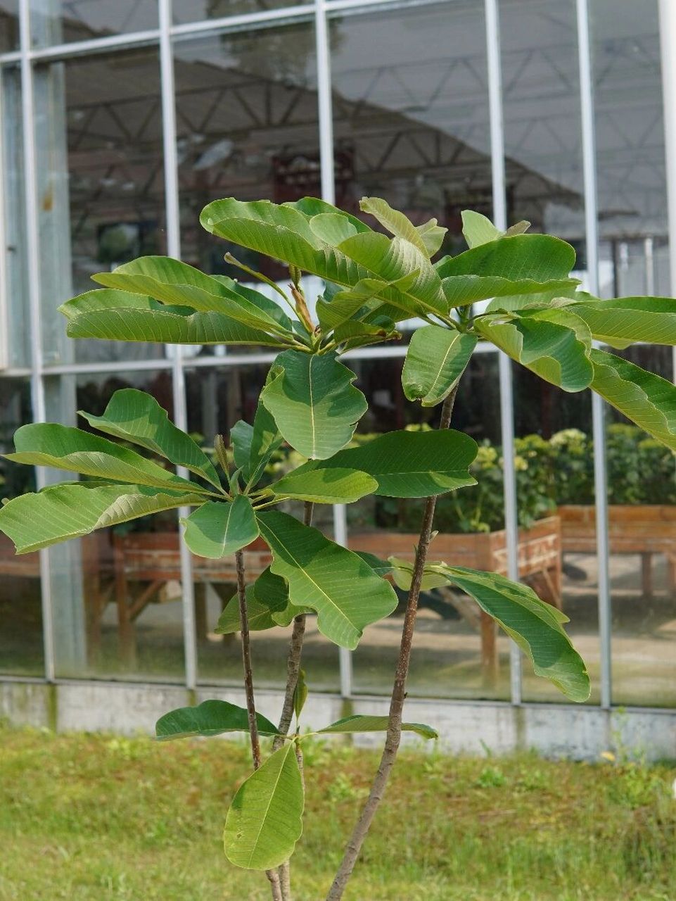 红花凹叶厚朴——花园大叶子系列 红花凹叶厚朴 magnolia officinalis
