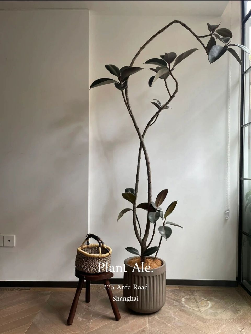 黑金刚橡皮树02 "时刻在凹造型的橡皮树.