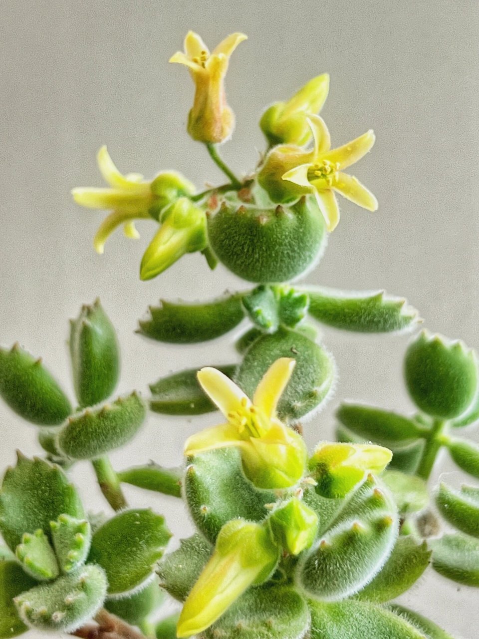 多肉养成记|熊掌爆花啦 养了三年的熊掌今年竟然突然爆花啦,十几个花