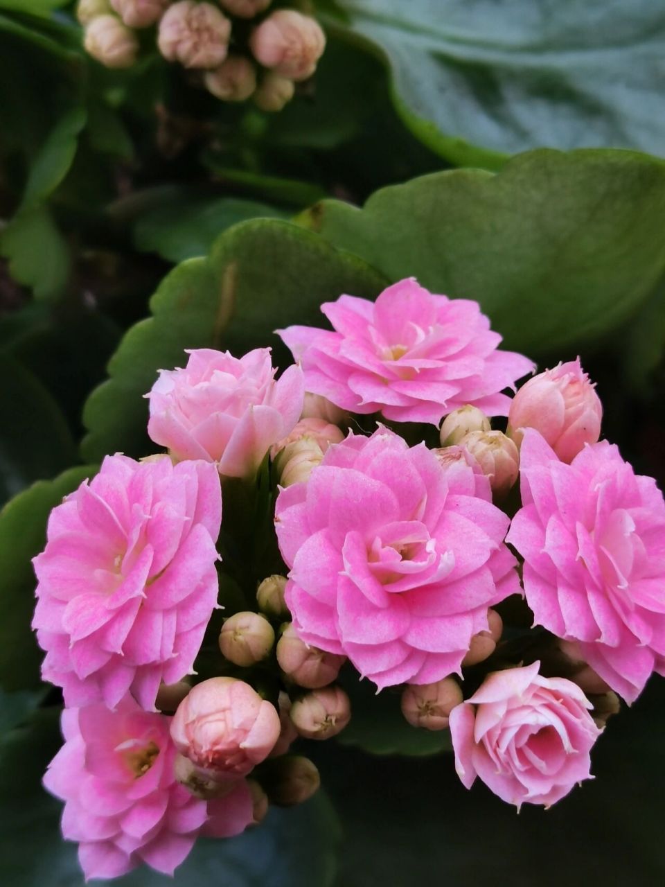 长寿花——朱丽叶 长寿花朱丽叶——玫瑰花型,自带珠光细闪,是不带