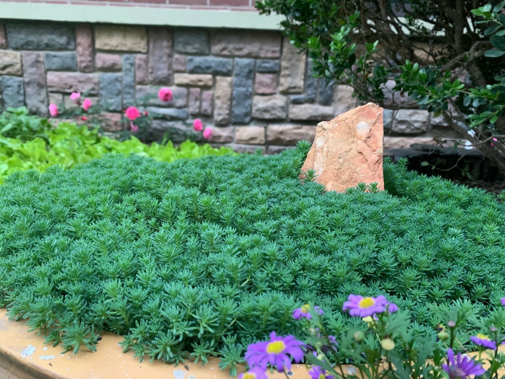 中华景天 目前达到满盆状态 【原产】:分布于东北及河北,山西,江苏,浙