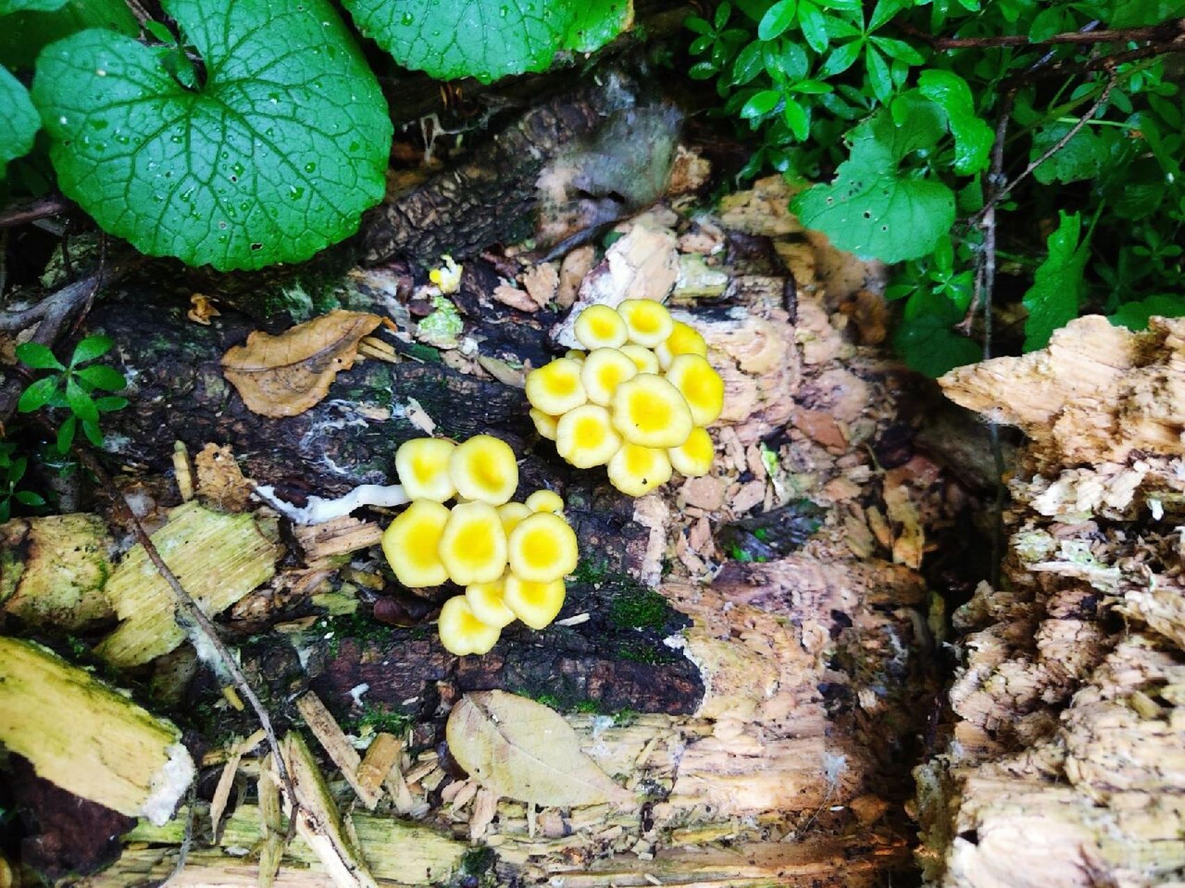 终于见到了鹅膏菌 有菌环,挖下去还有菌托.第四个是金黄色鲍鱼菇.