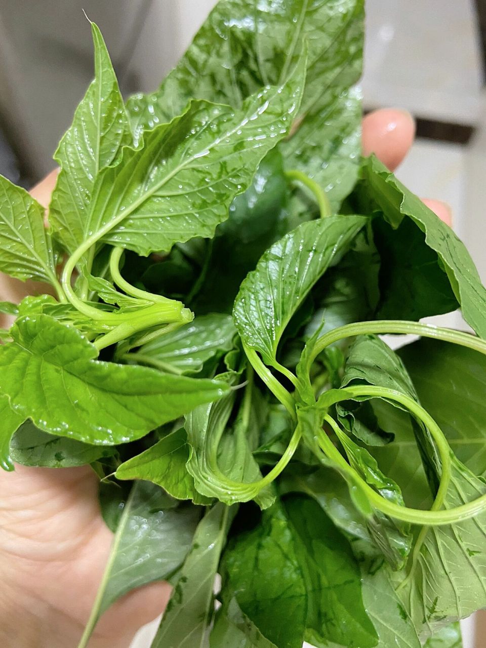 包了包子,味道绝了91 路边看到成片的野生苋菜,我们这边叫玉菇菜,不