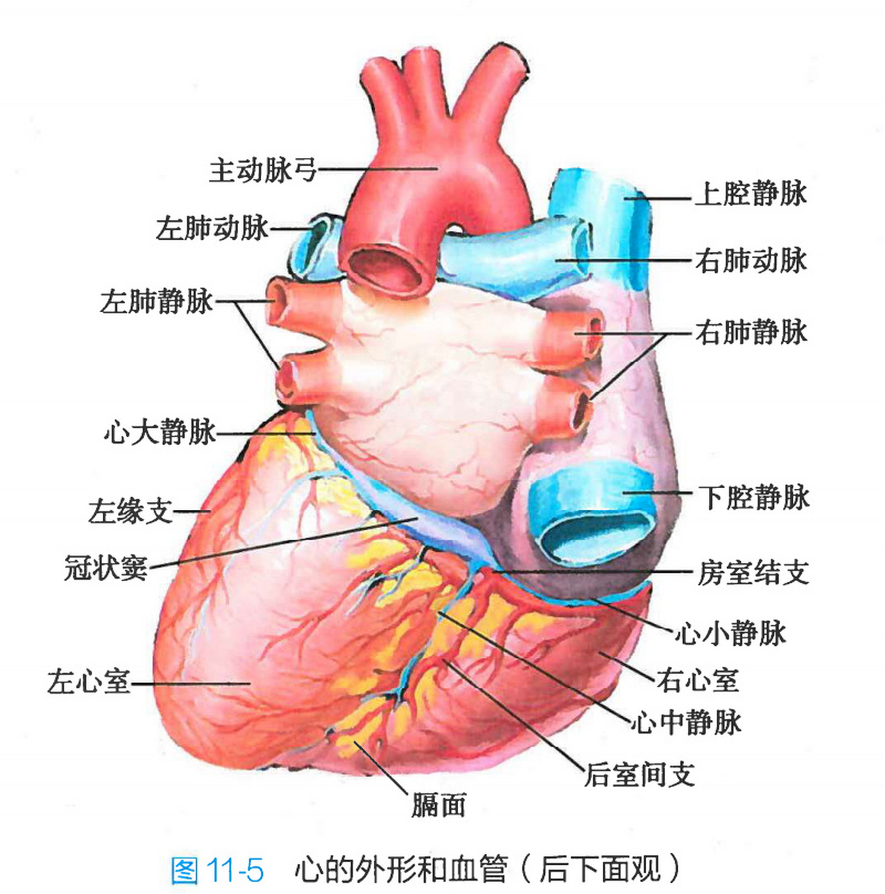 心脏图片结构图简易图片