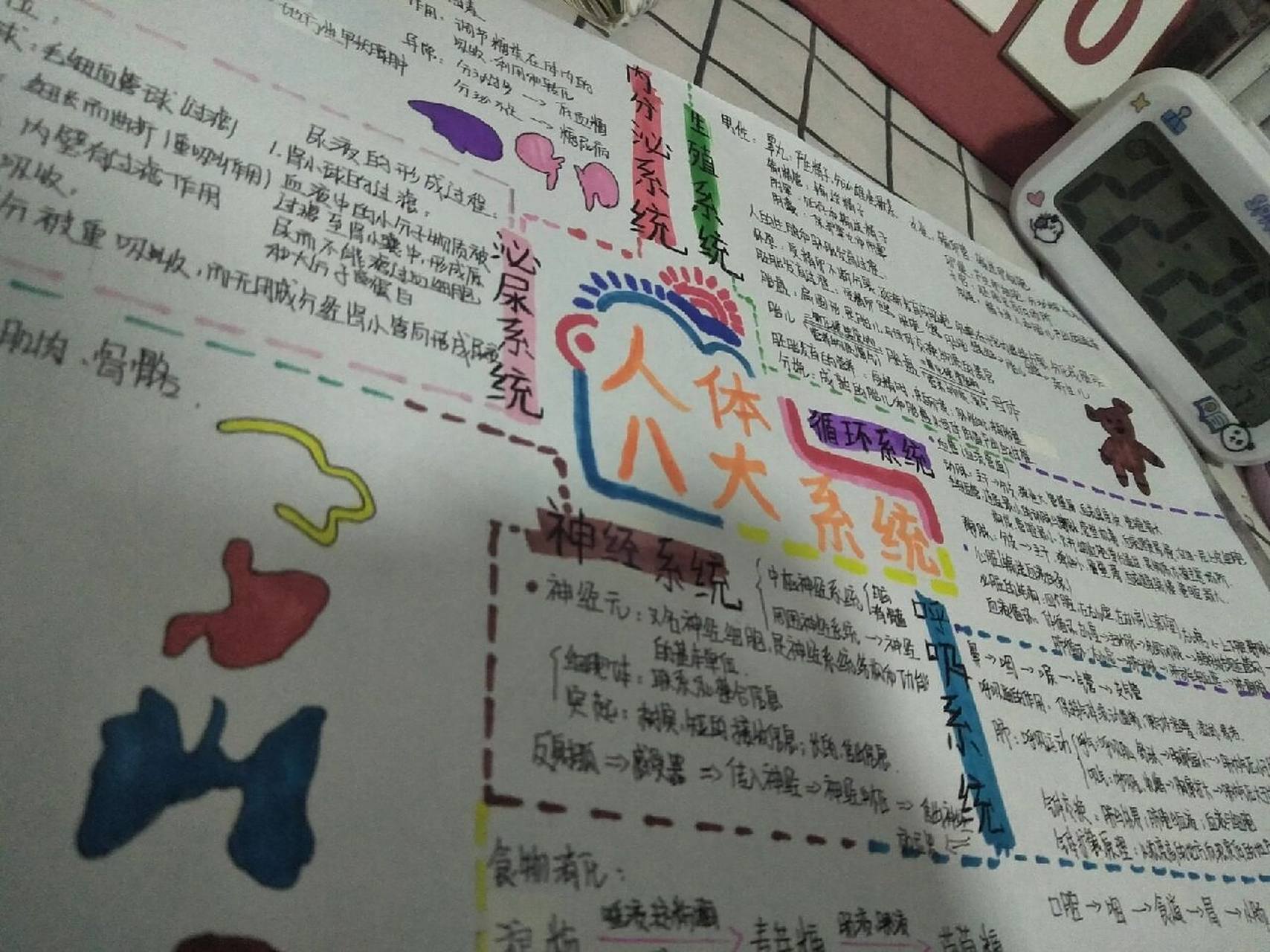 人体八大系统思维导图    第一次发笔记 希望你们喜欢98