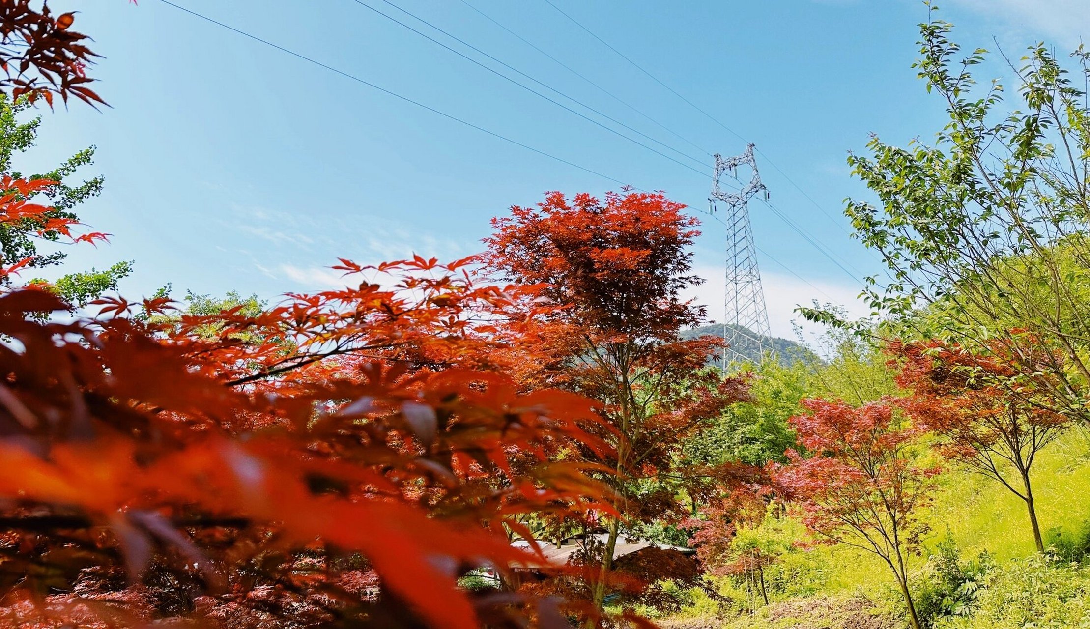 绵竹 柒月麓山 五一错峰行