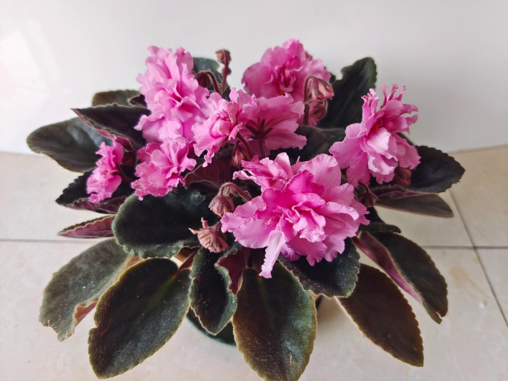 越开花越大的非洲堇 粉色大花重瓣非洲堇