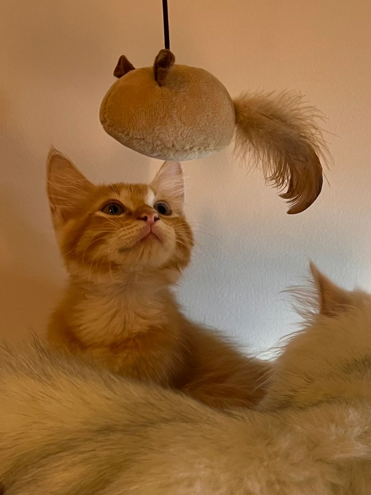 布偶与橘猫混血的布橘