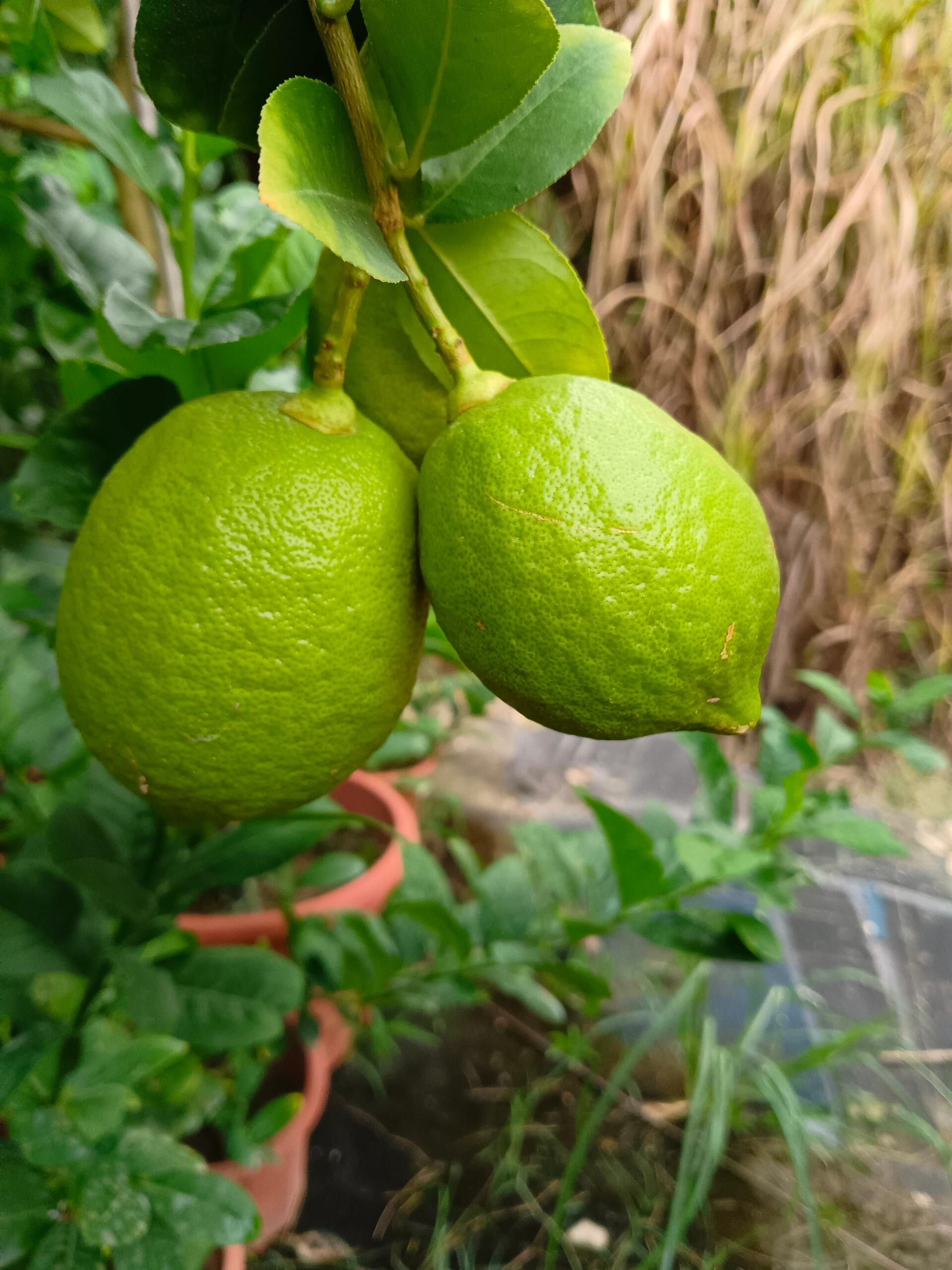 香水柠檬,柑橘红蜘蛛的虫害防治