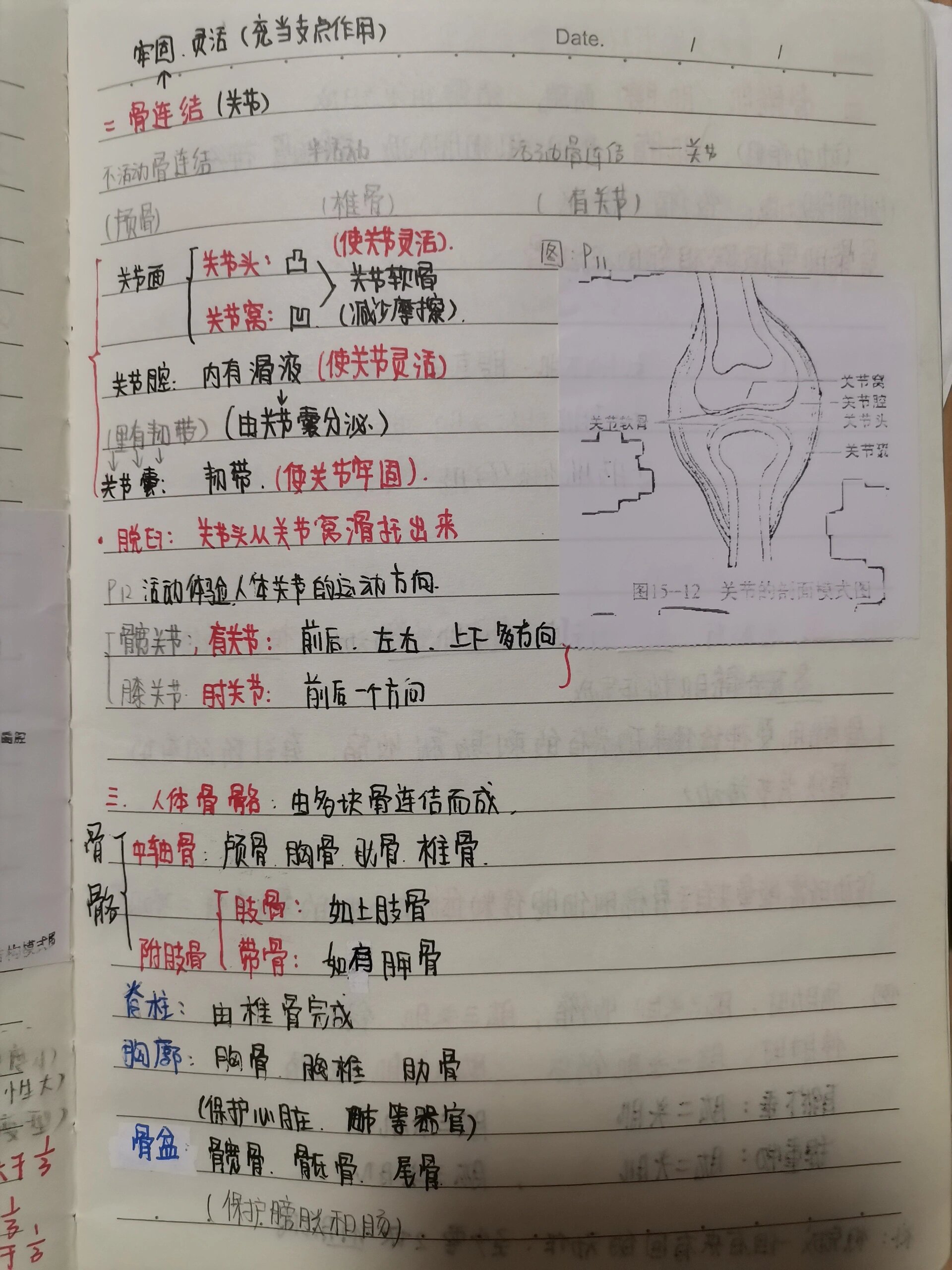 八年级上册生物笔记