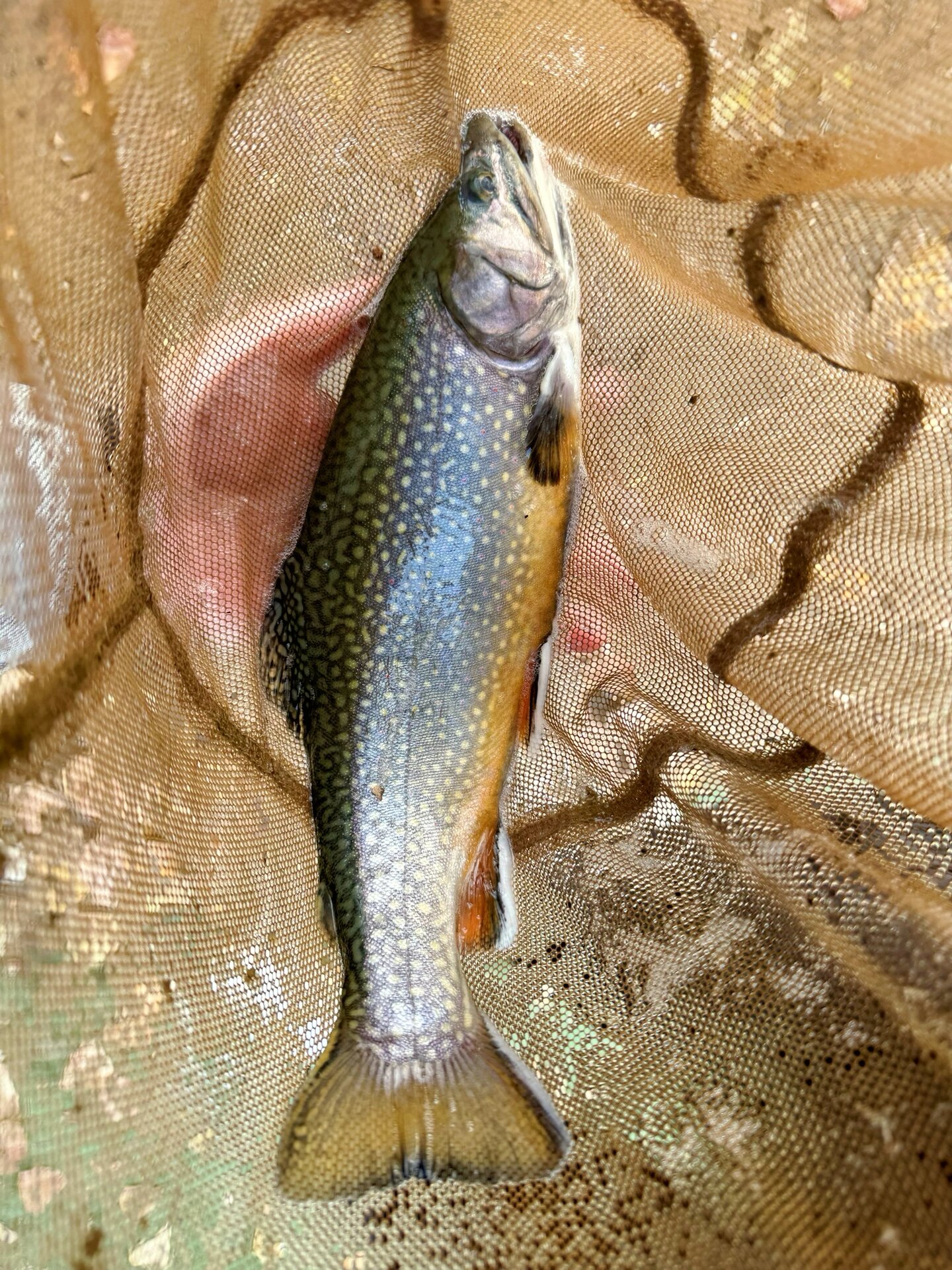 在路通达实现了七彩鲑自由