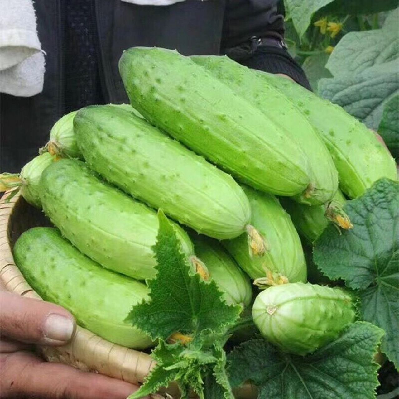 水果黄瓜 [果园在我头像里] 福建旱黄瓜06生吃水果黄瓜 96黄瓜界