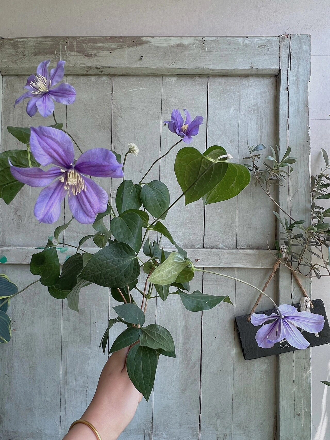 从4月开到11月的开花机器-切花铁阿拉贝拉90 切花直立型铁线莲 阳台