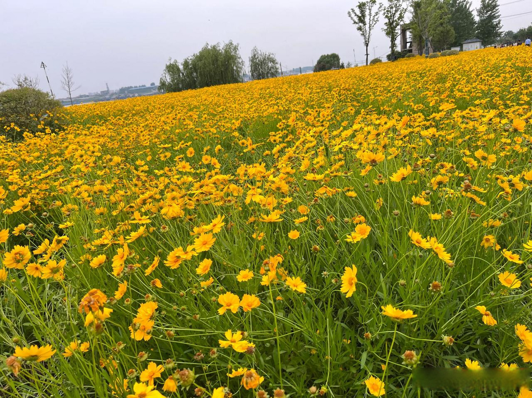 风景图片大全 植物图片