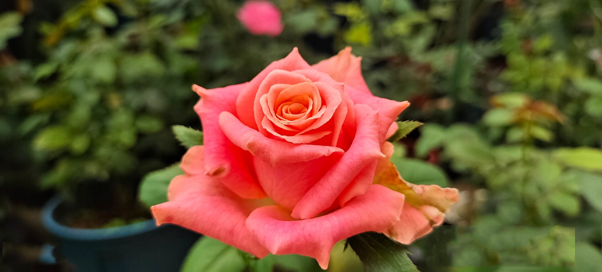 两广种花&诺言月季 诺言是切花月季,高杯,冬花春花非常经验,夏花除了