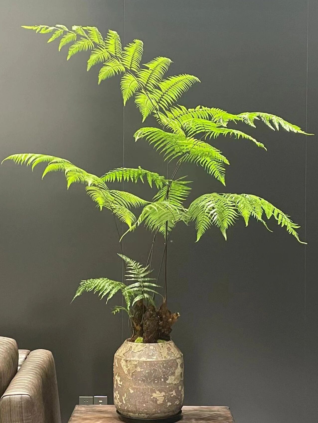 木植百科#金毛狗蕨