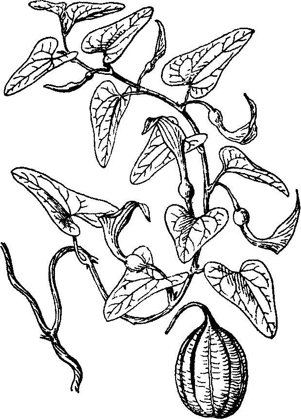 识百草之(又叫青木香,天仙藤) 👌 马兜铃的果实可以入药, 性味苦,微