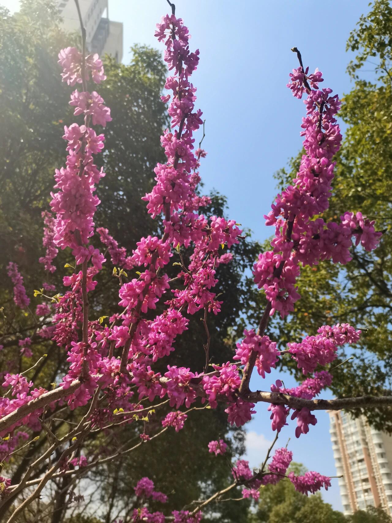 紫荆(拉丁学名:cercis chinensis bunge),豆科紫荆属,落叶乔木或灌木.