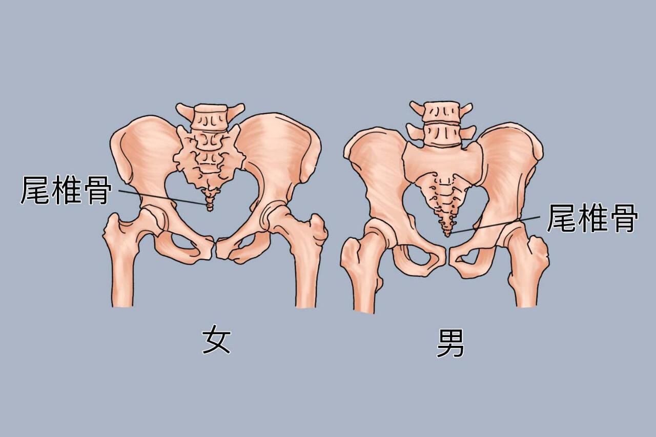 尾骨尖的准确位置图片图片