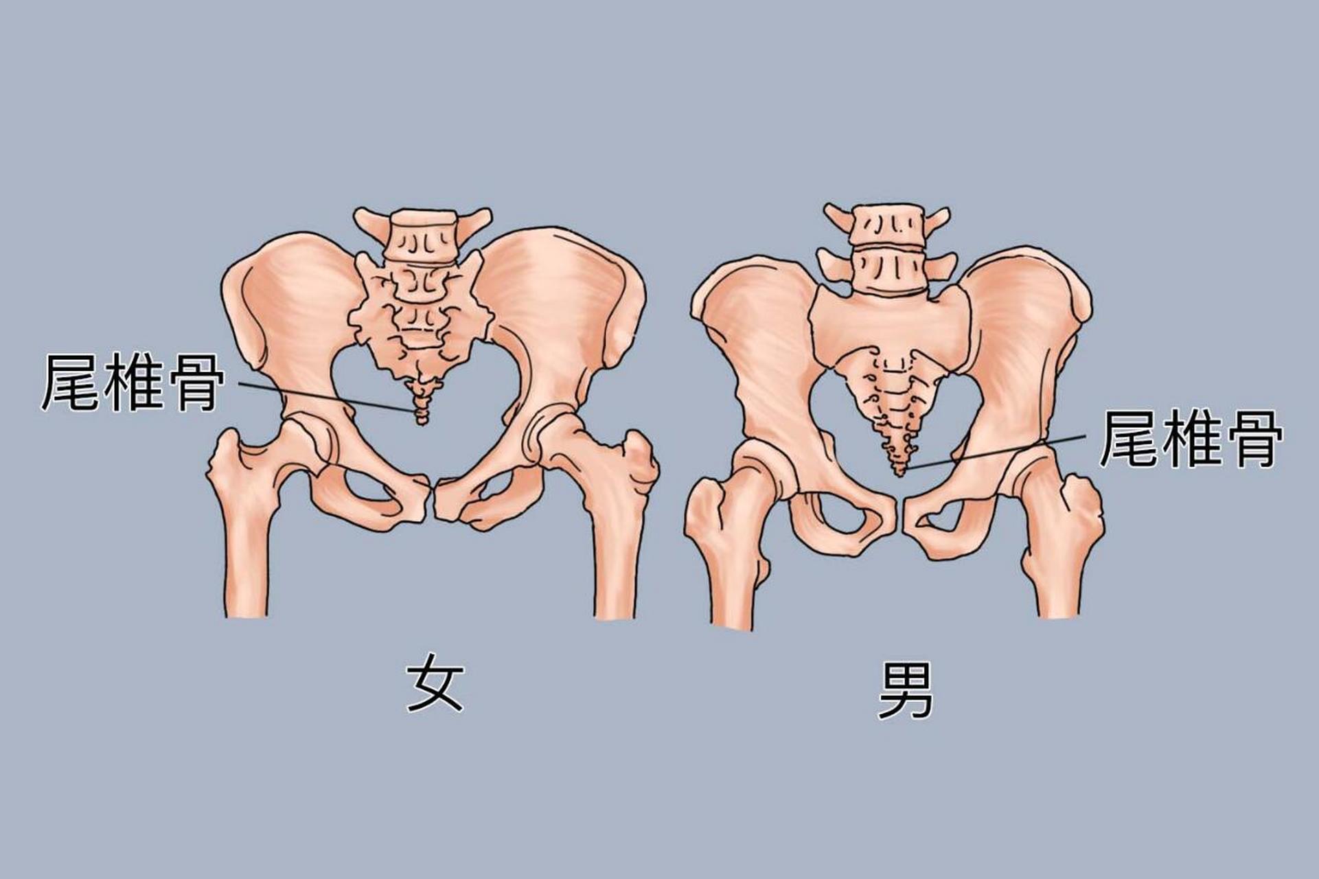 女人尾骨图片