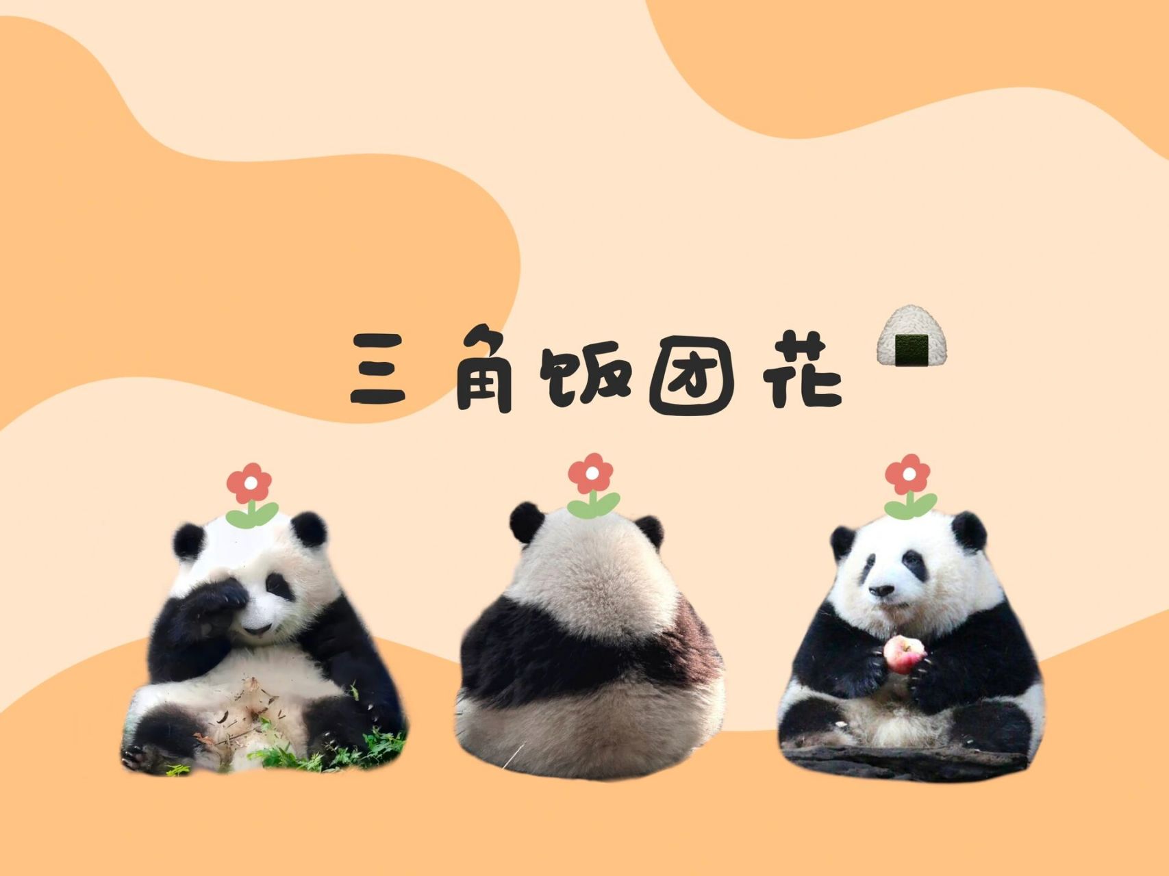 大熊猫和花饭团图片