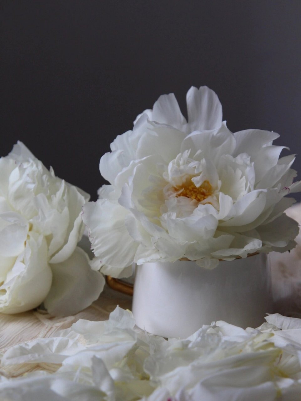 杨妃出浴芍药|永远是我心里的白月光 第一次入白色系芍药, 喜欢它的